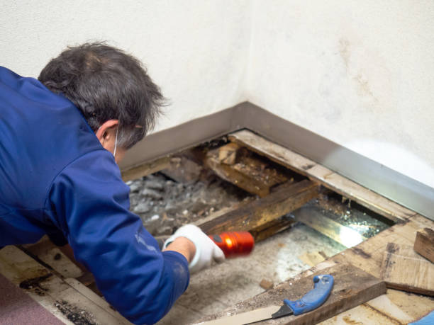 Professional Mold Removal in South Eliot, ME
