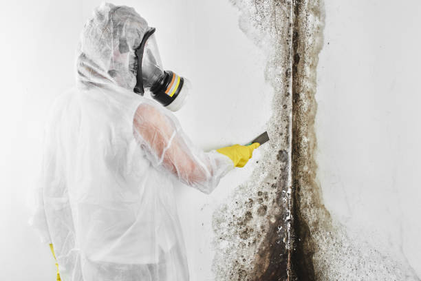 Best Commercial Mold Removal  in South Eliot, ME