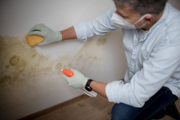 Mold Removal and Inspection in South Eliot, ME