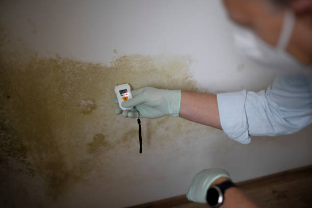 Best Mold Testing  in South Eliot, ME