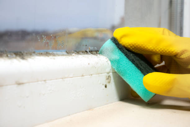 Best Mold Cleaning Services  in South Eliot, ME