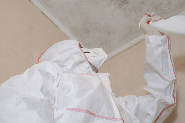 Best Professional Mold Removal  in South Eliot, ME