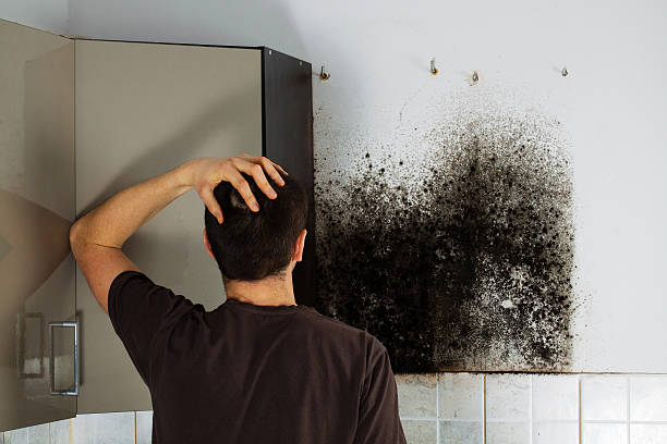 Best Mold Remediation  in South Eliot, ME