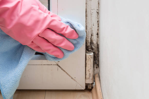 Best Mold Damage Repair  in South Eliot, ME