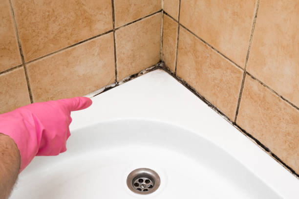 Best Toxic Mold Removal  in South Eliot, ME